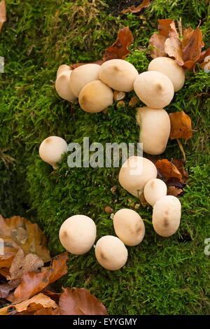 Stumpf Puffball (Lycoperdon Pyriforme, Morganella Pyriformis) auf Totholz, Deutschland Stockfoto