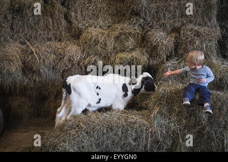 Kaukasische junge lachend auf Heuhaufen in der Nähe von Kühen Stockfoto