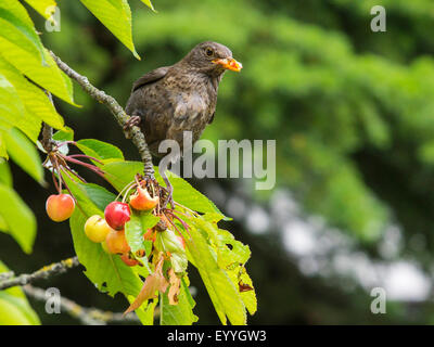 Amsel (Turdus Merula), weibliche Essen Kirschen in einem Kirschbaum, Deutschland Stockfoto