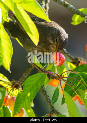 Amsel (Turdus Merula), weibliche Essen Kirschen in einem Kirschbaum, Deutschland Stockfoto