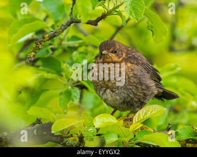 Amsel (Turdus Merula), junge Amsel sitzt in einem Apfelbaum, Deutschland Stockfoto