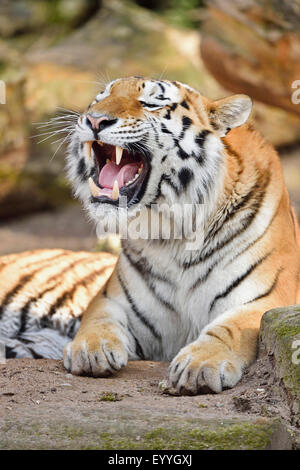 Sibirischer Tiger, Amurian Tiger (Panthera Tigris Altaica), brüllenden tiger Stockfoto
