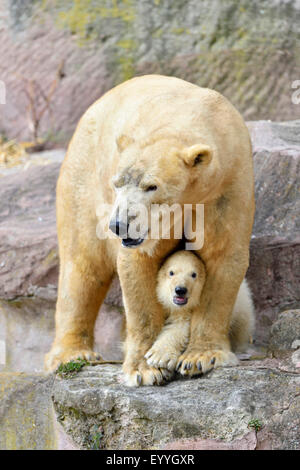 Eisbär (Ursus Maritimus), Mutter mit ihren jungen in einem zoo Stockfoto