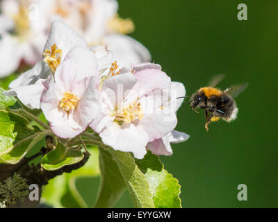 Baumhummel, neuen Garten Hummel (Bombus Hypnorum, Psithyrus Hypnorum), Annäherung an Apfelblüten, Deutschland Stockfoto