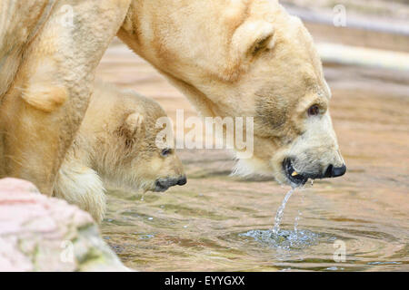 Eisbär (Ursus Maritimus), Mutter mit ihren jungen in einem zoo Stockfoto