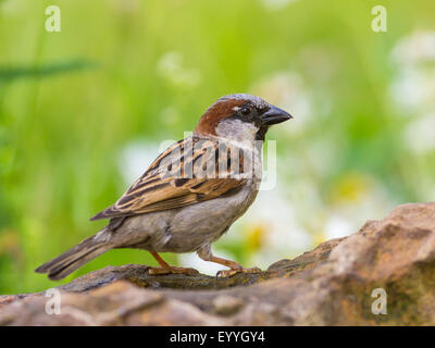 Haussperling (Passer Domesticus), sitzt Männchen auf einem Stein, Deutschland Stockfoto