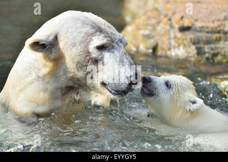 Eisbär (Ursus Maritimus), Mutter mit ihren jungen in einem zoo Stockfoto