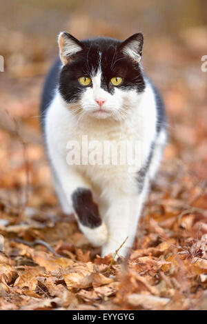 Hauskatze, Hauskatze (Felis Silvestris F. Catus) auf abgefallenen Blättern, Deutschland Stockfoto