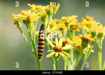 Zinnober Motte (Tyria Jacobaeae, Thyria Jacobaeae), Raupe ernährt sich von Jacobaea Vulgaris, Deutschland Stockfoto