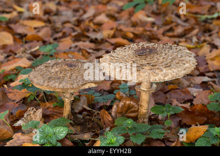 Shaggy Sonnenschirm (Chlorophyllum Rachodes, Macrolepiota Rachodes, Chlorophyllum Racodes, Macrolepiota Racodes), im Wald, Boden, Deutschland Stockfoto