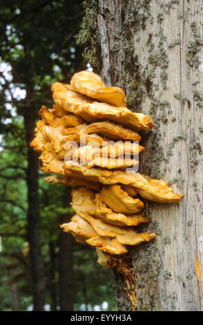 Das Huhn von Wäldern, Aulphur Polypore, Schwefel Regal (Laetiporus Sulphureus), auf einem Baumstamm, Deutschland Stockfoto