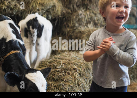 Kaukasische junge lachend auf Heuhaufen in der Nähe von Kühen Stockfoto