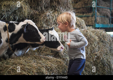 Kaukasische junge lachend auf Heuhaufen in der Nähe von Kühen Stockfoto