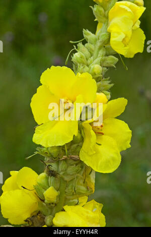 dicht blühende Königskerze, dichten Königskerze (Verbascum Densiflorum, Verbascum Thapsiforme), Blumen, Deutschland Stockfoto