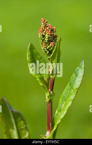 Sauerampfer, grüne Sauerampfer, rote Sauerampfer, der Sauerampfer, Garten-Sauerampfer (Rumex liegen), Blütenstand, Deutschland Stockfoto