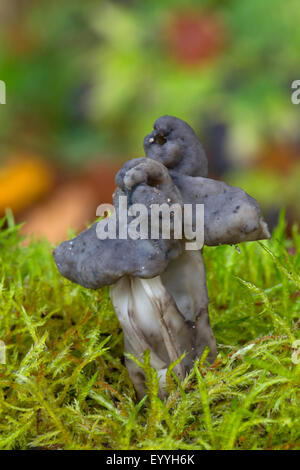 Schiefer grau Sattel, Fluted black elfin Saddle, Elfin Saddle (Helvella Lacunosa, Helvella Sulcata) in Moos, Deutschland Stockfoto