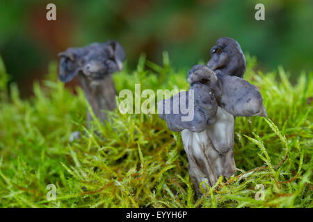Schiefer grau Sattel, Fluted black elfin Saddle, Elfin Saddle (Helvella Lacunosa, Helvella Sulcata) in Moos, Deutschland Stockfoto