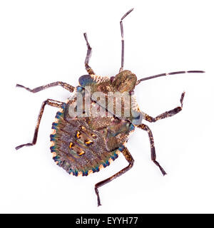 Wald-Bug (Pentatoma Art), Larve eines Wald-Fehlers Stockfoto