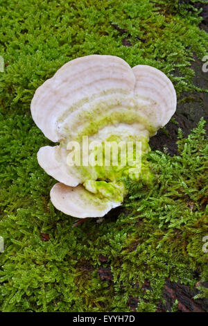 klumpig Halterung (Trametes Gibbosa) Fruchtkörper Körper auf bemoosten Totholz, Deutschland Stockfoto