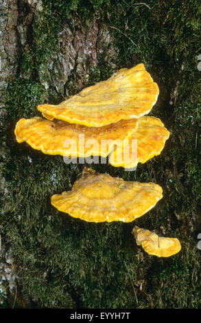 Das Huhn von Wäldern, Aulphur Polypore, Schwefel Regal (Laetiporus Sulphureus), auf einem Baumstamm, Deutschland Stockfoto