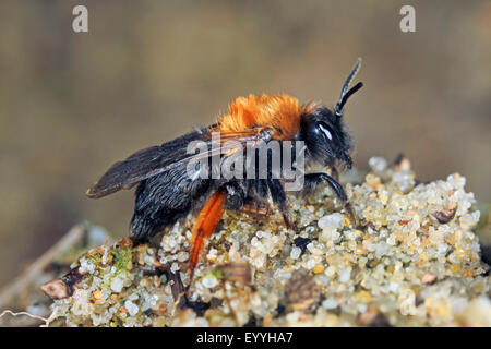 Clarkes Bergbau-Biene (Andrena Clarkella), auf Sand, Deutschland Stockfoto