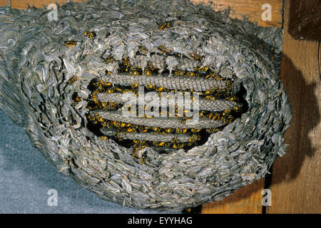 Deutsche Wespe (Vespula Germanica, Vespa Germanica, Paravespula Germanica), Wespe nest am Dachstuhl, Deutschland Stockfoto