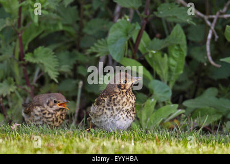 Singdrossel (Turdus Philomelos), flügge Jungvögel am Rande eines Busches, Niederlande, Friesland Stockfoto