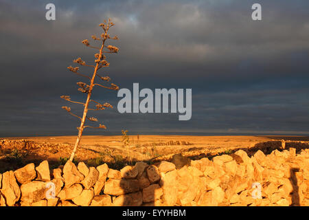 Agave, Jahrhundertpflanze (Agave Americana), Sonnenaufgang in Halbwüste in der Nähe von Tindaya, Kanarischen Inseln, Fuerteventura Stockfoto