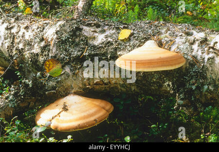 Polypore (Piptoporus Betulinus), zwei Fruchtkörper an einer Birke Stamm, Deutschland Stockfoto