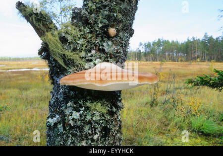 Polypore (Piptoporus Betulinus) Fruchtkörper Körper an einer Birke Stamm, Deutschland Stockfoto