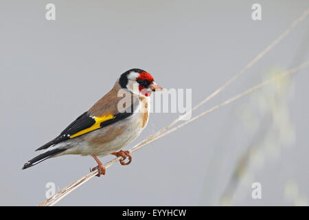 Eurasische Stieglitz (Zuchtjahr Zuchtjahr), sitzt auf einem Grashalm, Bulgarien, Kaliakra Stockfoto