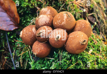 Stumpf Puffball (Lycoperdon Pyriforme, Morganella Pyriformis), Fruchtkörper auf Moos, Deutschland Stockfoto