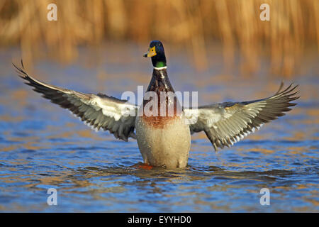 Stockente (Anas Platyrhynchos), männliche schlägt mit den Flügeln, Niederlande, Friesland Stockfoto