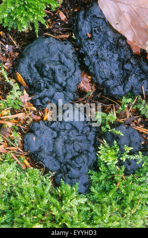 spröde Schlacke (Kretzschmaria deusta, Hypoxylon Deustum Ustulina deusta), spröde Schlacken auf moosigem Waldboden, Ansicht von oben, Deutschland Stockfoto