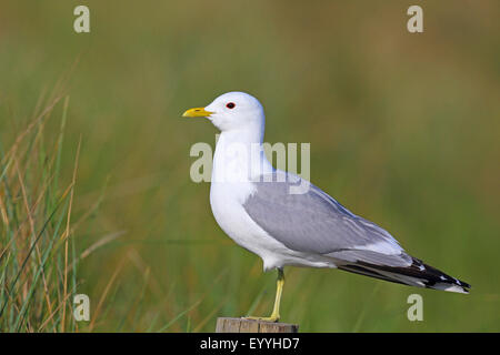 MEW Gull (Larus Canus), auf einem Zaunpfahl, Niederlande, Texel Stockfoto