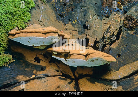 Halterung des Künstlers, des Künstlers Conk (Ganoderma Lipsiense, Ganoderma Applanatum), Fruchtkörper auf Baum-Stub, Deutschland Stockfoto