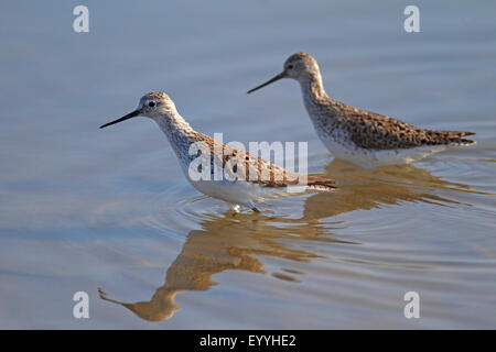 Marsh Sandpiper (Tringa Stagnatilis), zwei Vögel waten im seichten Wasser, Griechenland, Lesbos Stockfoto