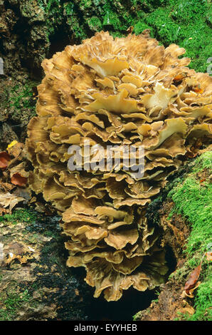 Henne der Wälder, Maitake (Grifola Frondosa), Fruchtkörper auf einem moosigen Baumwurzel, Deutschland Stockfoto