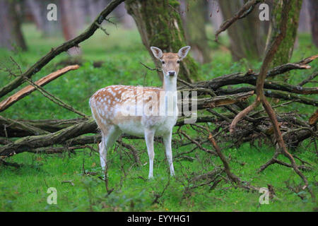 Damhirsch (Dama Dama, Cervus Dama), Weiblich, auf einer Wiese am Waldrand, Deutschland Stockfoto