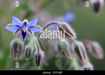 gemeinsamen Borretsch (Borrango Officinalis), Blumen und Knospen Stockfoto