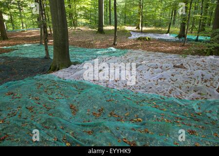 Rotbuche (Fagus Sylvatica), sammeln Bucheckern mit ausgelegten Netze in einem Buchenwald, Samen-Kollektion, Deutschland Stockfoto