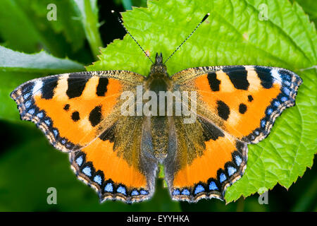 kleiner Fuchs (Aglais Urticae, Nymphalis Urticae), auf einem Blatt, Österreich Stockfoto