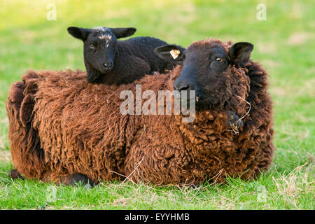 Hausschaf (Ovis Ammon F. Aries), Lamm ruht auf dem Rücken seiner Mutter, Deutschland, Nordrhein-Westfalen Stockfoto