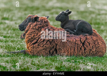 Hausschaf (Ovis Ammon F. Aries), Lamm ruht auf dem Rücken seiner Mutter, Deutschland, Nordrhein-Westfalen Stockfoto