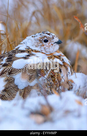 Moorschneehuhn (Lagopus Lagopus), Häutung ab Sommer zum Winterkleid, sitzt im Schnee, USA, Alaska, Denali Nationalpark Stockfoto