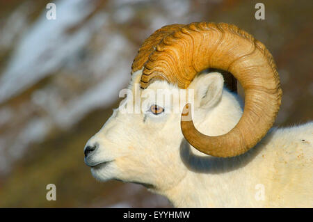 Der Dallschafe, weißes Schaf (Ovis Dalli), Porträt eines starken Widders, USA, Alaska, Denali Nationalpark Stockfoto