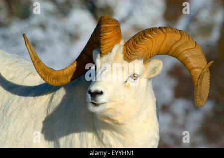 Der Dallschafe, weißes Schaf (Ovis Dalli), Porträt eines starken Widders, USA, Alaska, Denali Nationalpark Stockfoto