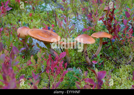 Ziegel-Büschel (Grünblättriger Lateritium, Grünblättriger Sublateritium), Gruppe zwischen Heidelbeere Büsche, Finnland Stockfoto