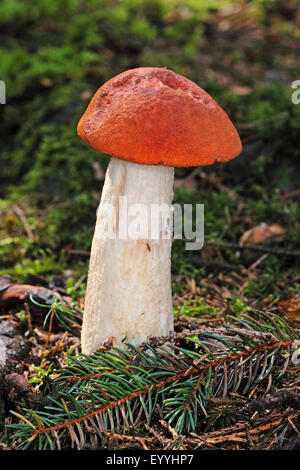 Rot-capped Scaber Stiel, Rotkappe Steinpilzen, Orange-Cap Boletus, rot begrenzt Scaber Stiel (Leccinum Leucopodium, Leccinum Rufum, Leccinum Aurantiacum), Fruchtkörper auf Wald, Boden, Deutschland Stockfoto