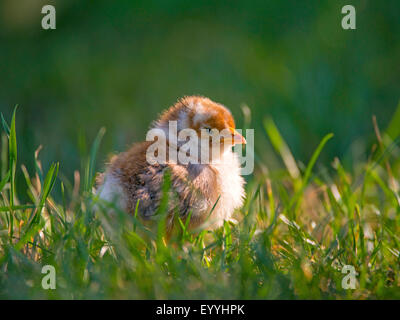 Bantam (Gallus Gallus F. Domestica), bantam Küken ruht auf dem Rasen, Deutschland, Nordrhein-Westfalen Stockfoto